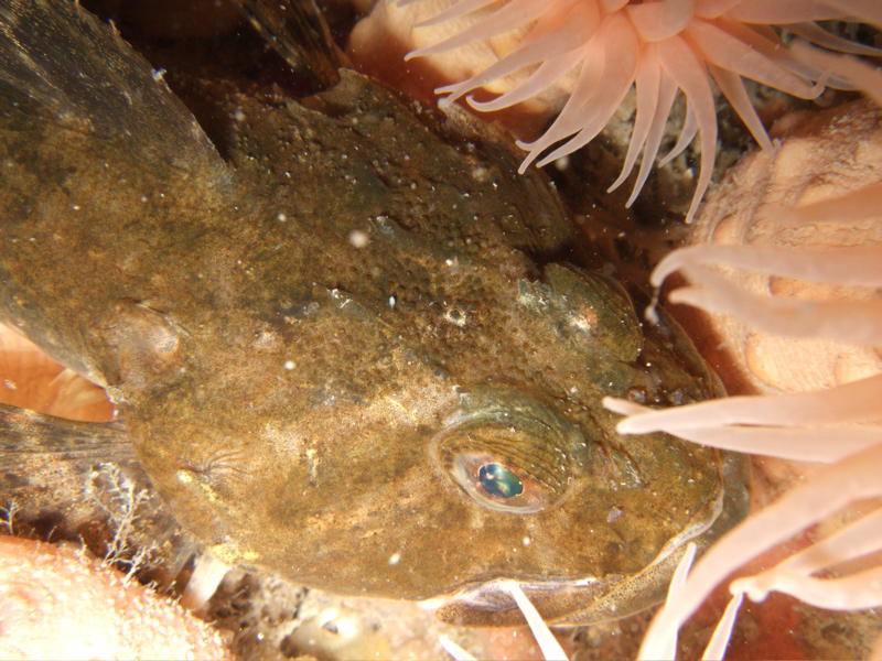 Scorpion fish (picture by Grace Keast)